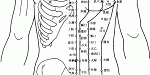 人体胸部腹部经络图图示