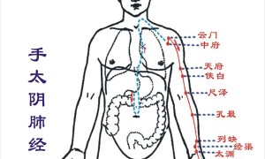 手太阴肺经穴位主治