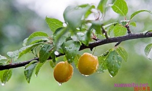 雨水养生之饮食要点