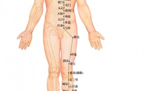 饭后及时按揉胃经可调节胃肠功能