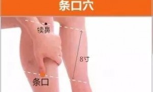 栾加芹栾博士开窍贴说明书：条口穴、下巨虚穴、上巨虚穴